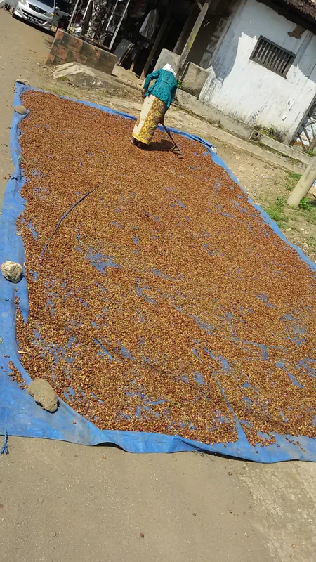 Kopi Bayan